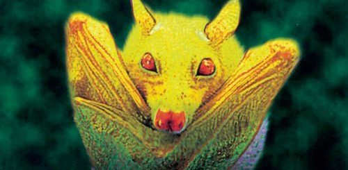 GUANO APES – Proud Like A God Tour